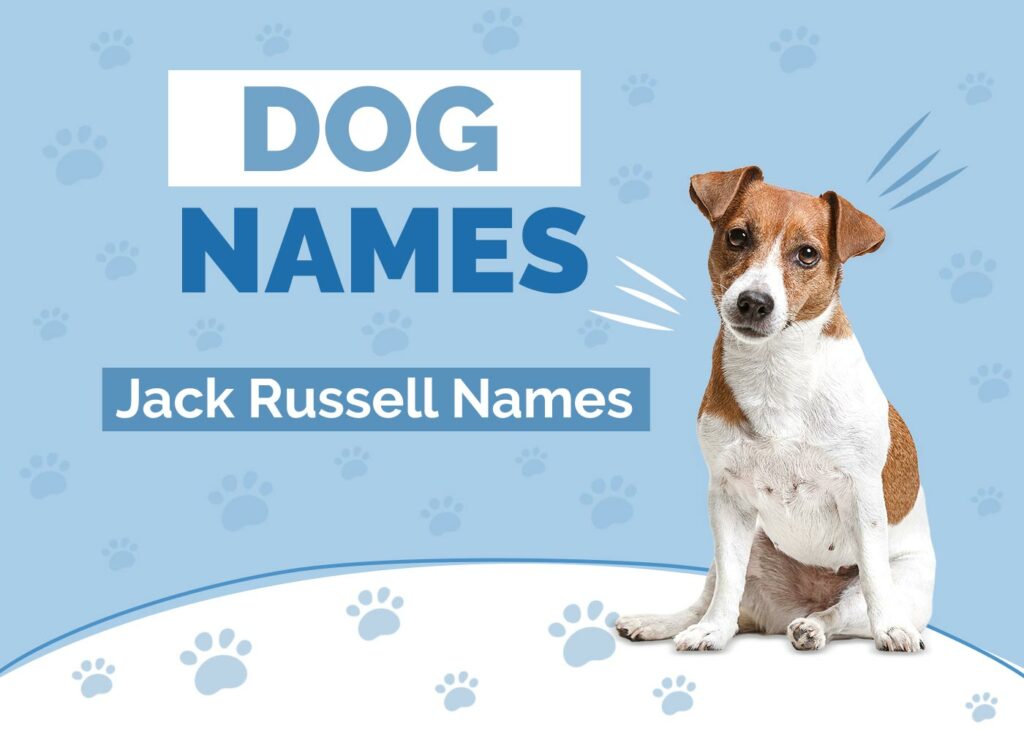 Jack Russell Names