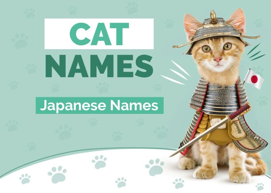 Japanese Cat Names