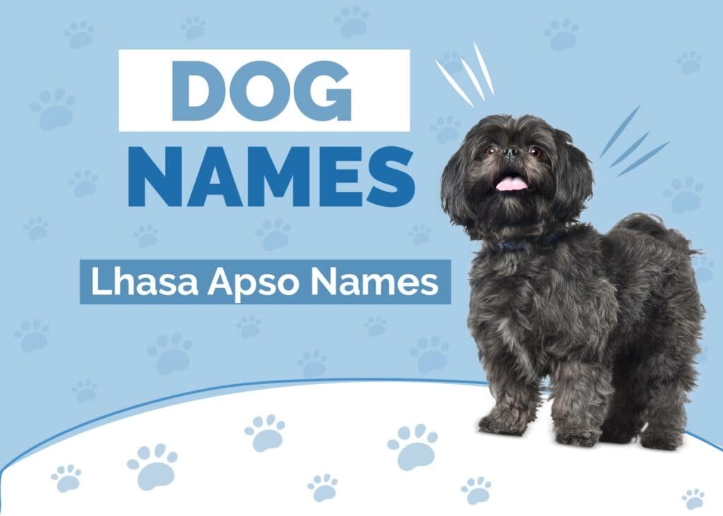 Lhasa Apso Dog Names