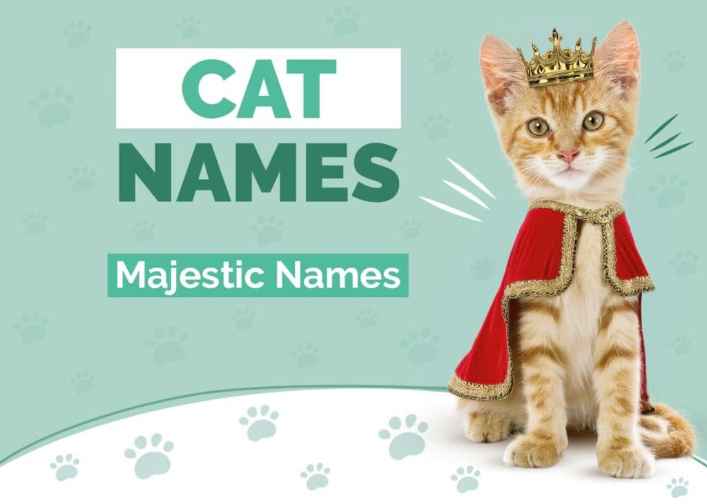 Majestic Cat Names