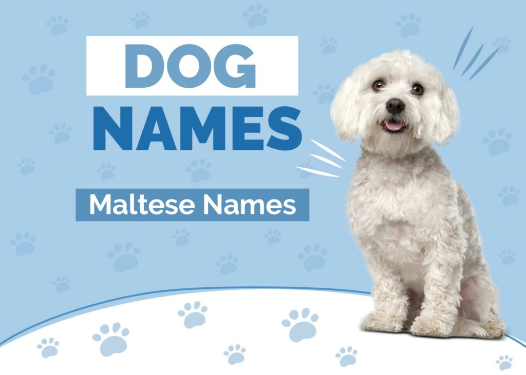 Maltese Dog Names