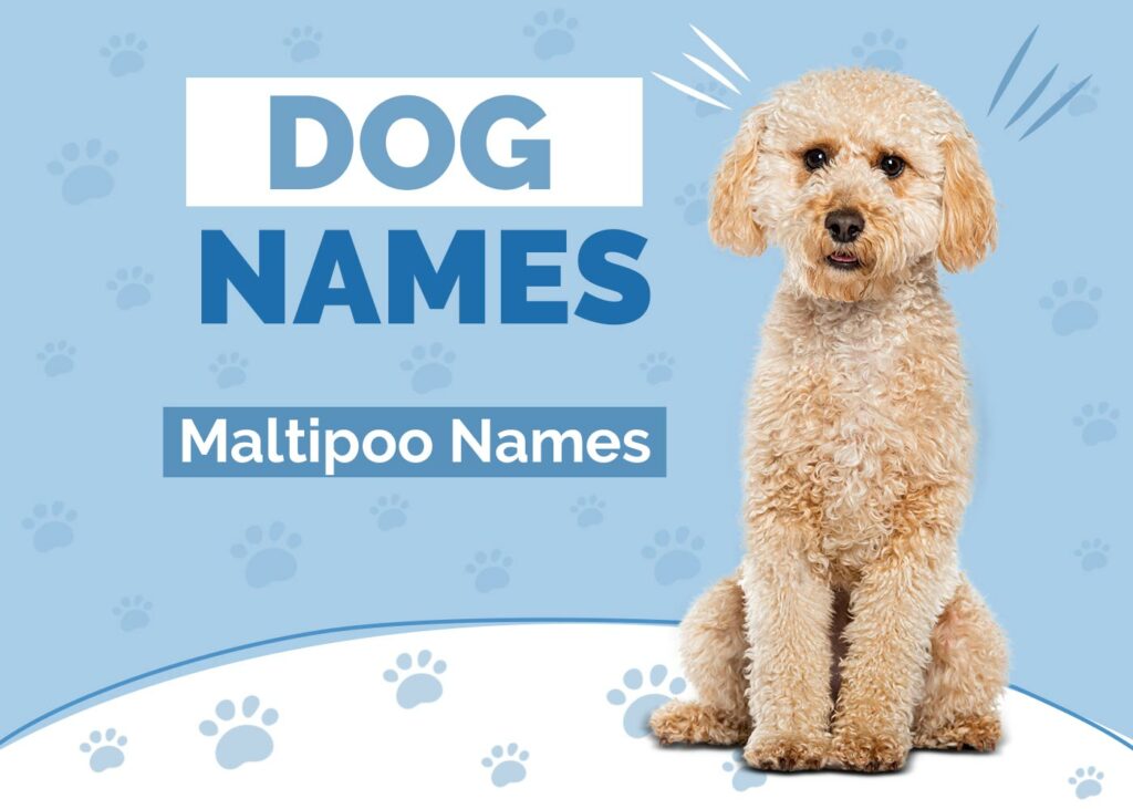 Maltipoo Dog Names