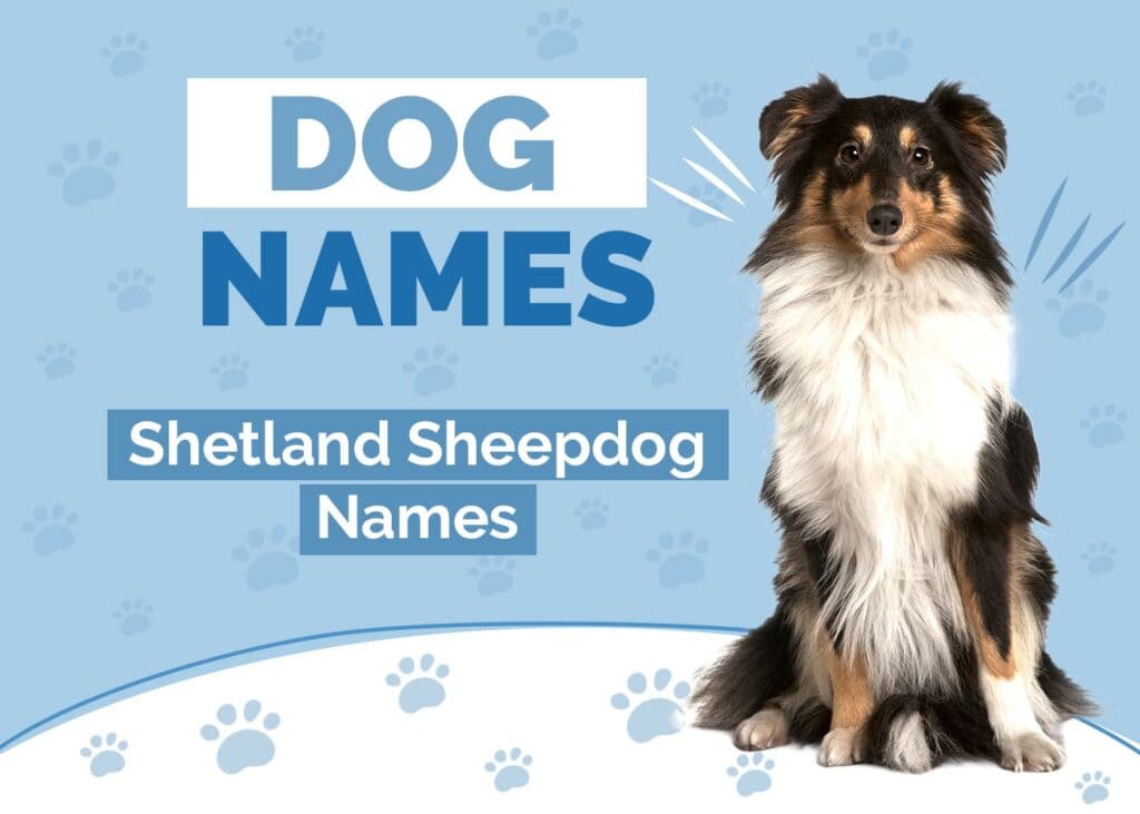 Cool Names for Shetland Sheepdogs