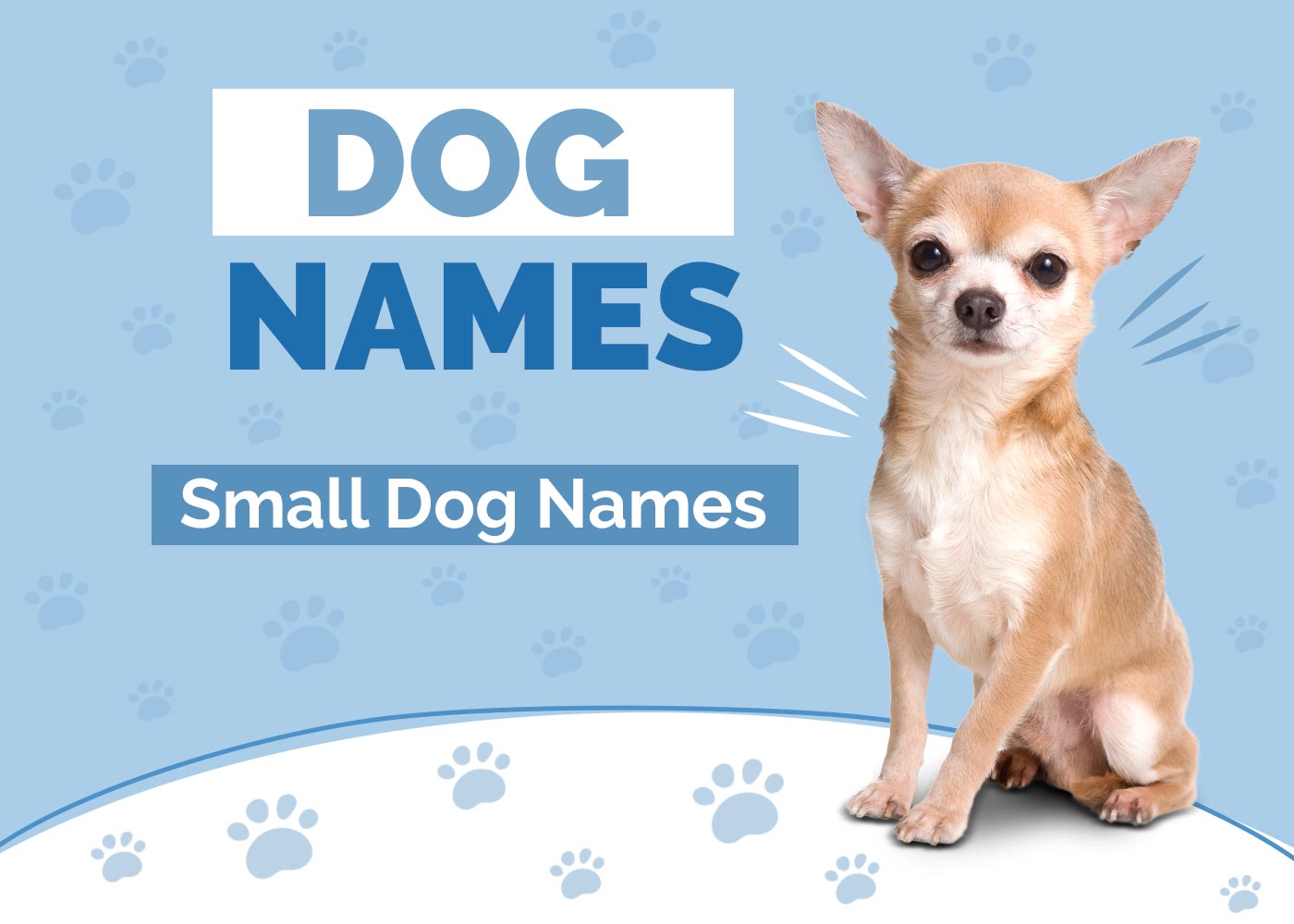 Small Dog Names