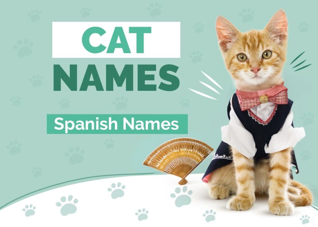 Spanish Cat Names