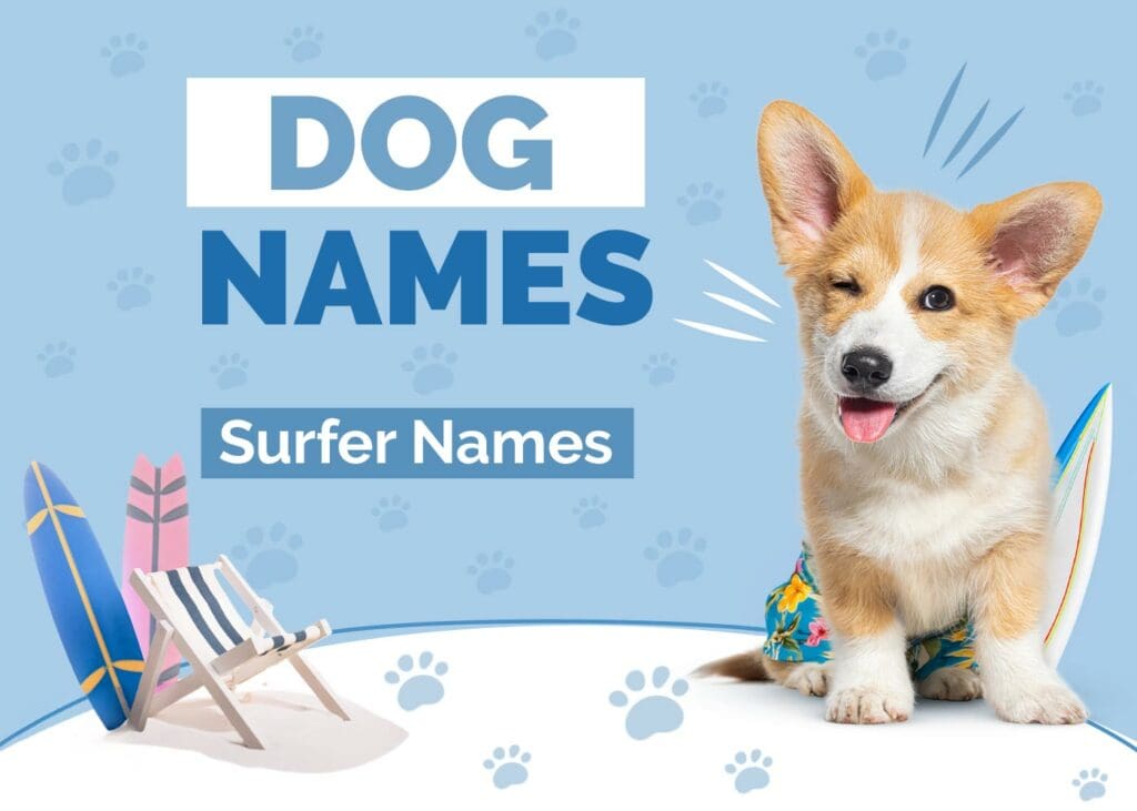 Surfer Names for Dogs That Ride the Waves