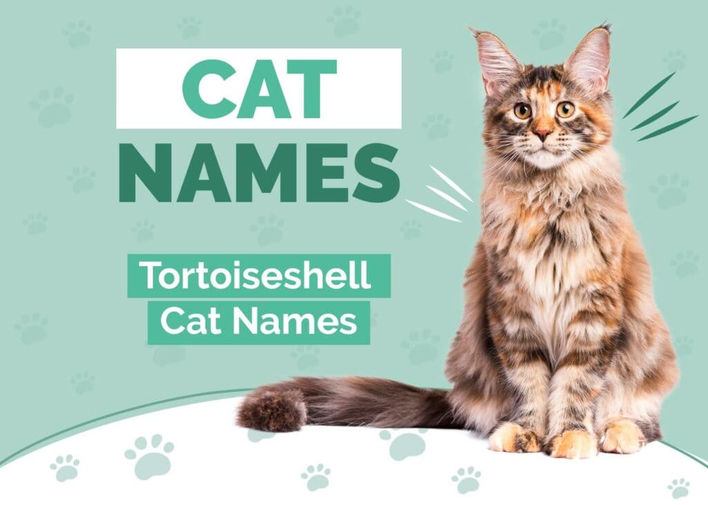 Tortoiseshell Cat Names