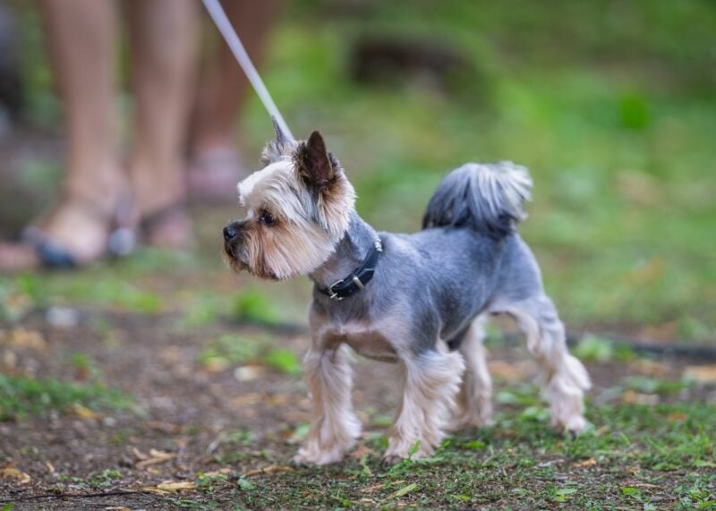 Yorkshire Terrier outdoors walking in a park