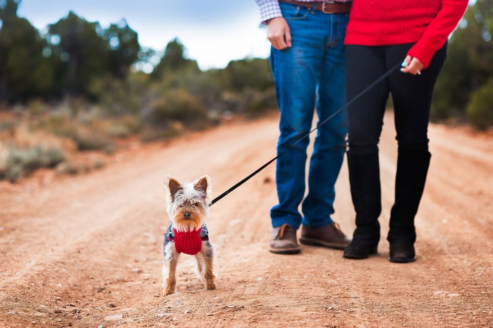 Yorkshire Terrier puppy in a red sweater standing next to a couple