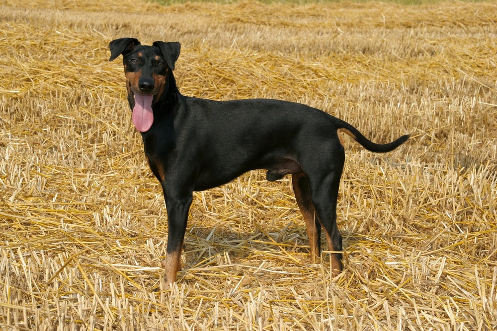 a manchester terrier dog on a hay field