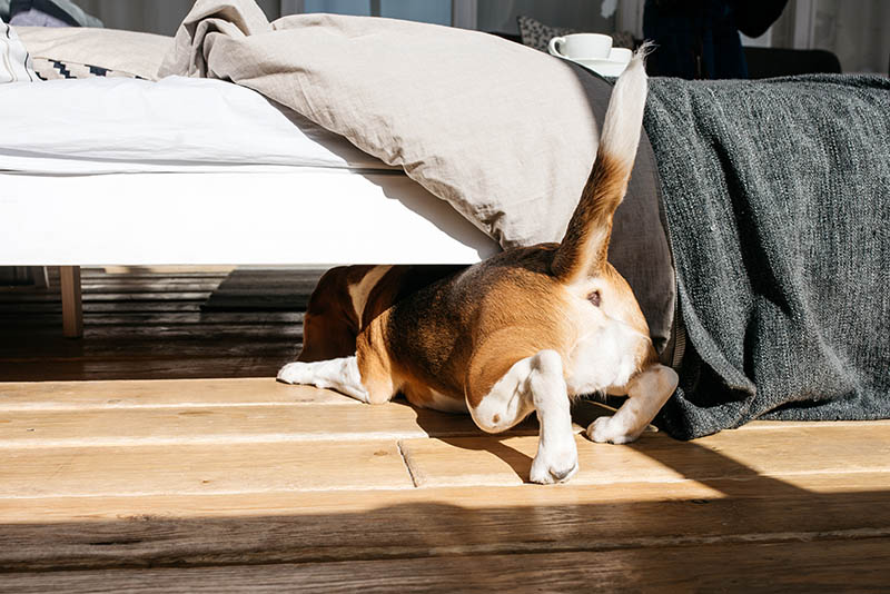 beagle crawls under the bed