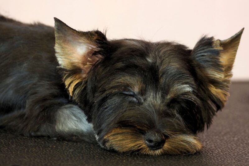 black Yorkshire terrier sleeps