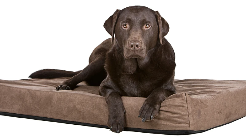 chocolate labrador dog lying on memory foam dog bed