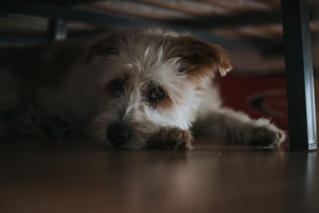 Why Does My Dog Hide Under the Bed? 5 Vet-Reviewed Possible Reasons ...