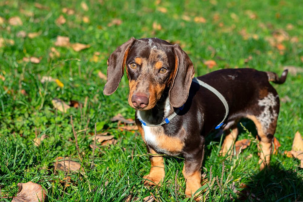 young dachshund dog on the grass