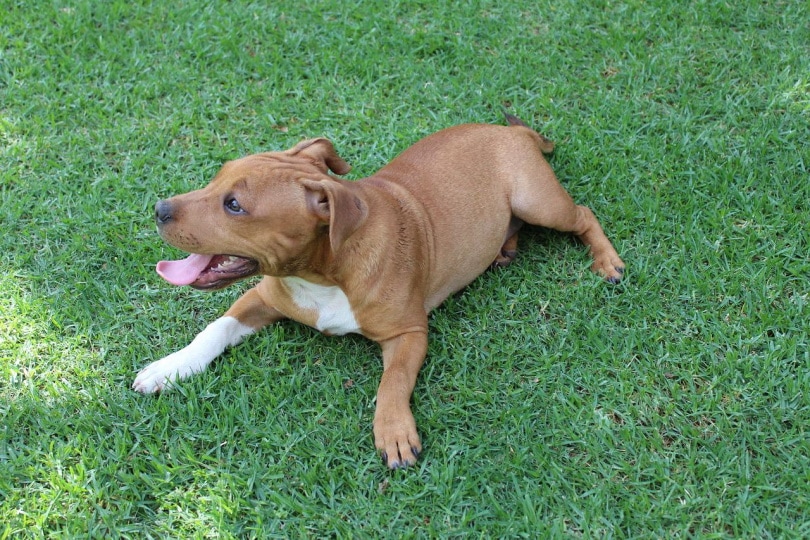 American Pitbull Terrier x Whippet mix breed
