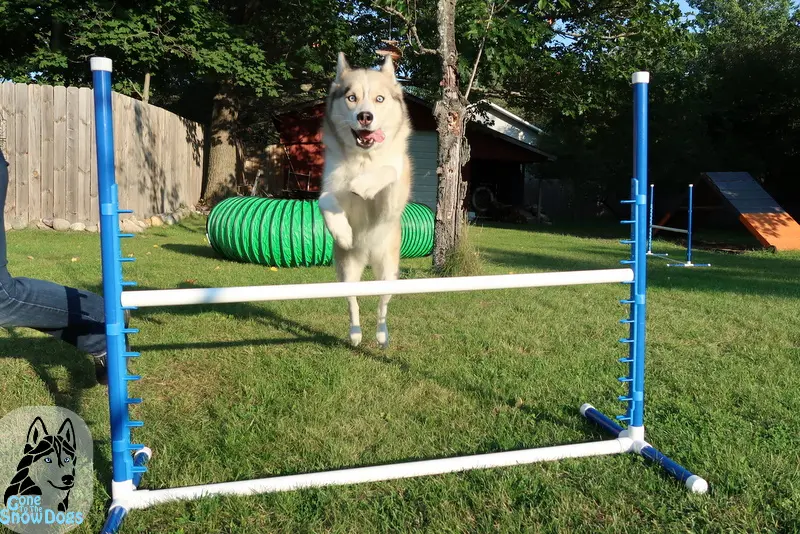 Build Your Own Agility Jumps from Gone to the Snow Dogs