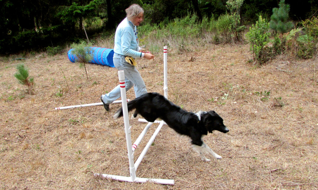 DIY Backyard Playground for Your Dog by Leatherman