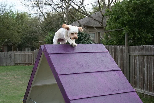 DIY Dog Agility A-Frame by Instructables