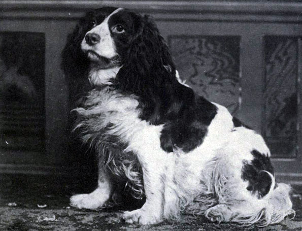 Dash II Norfolk Spaniel old photograph
