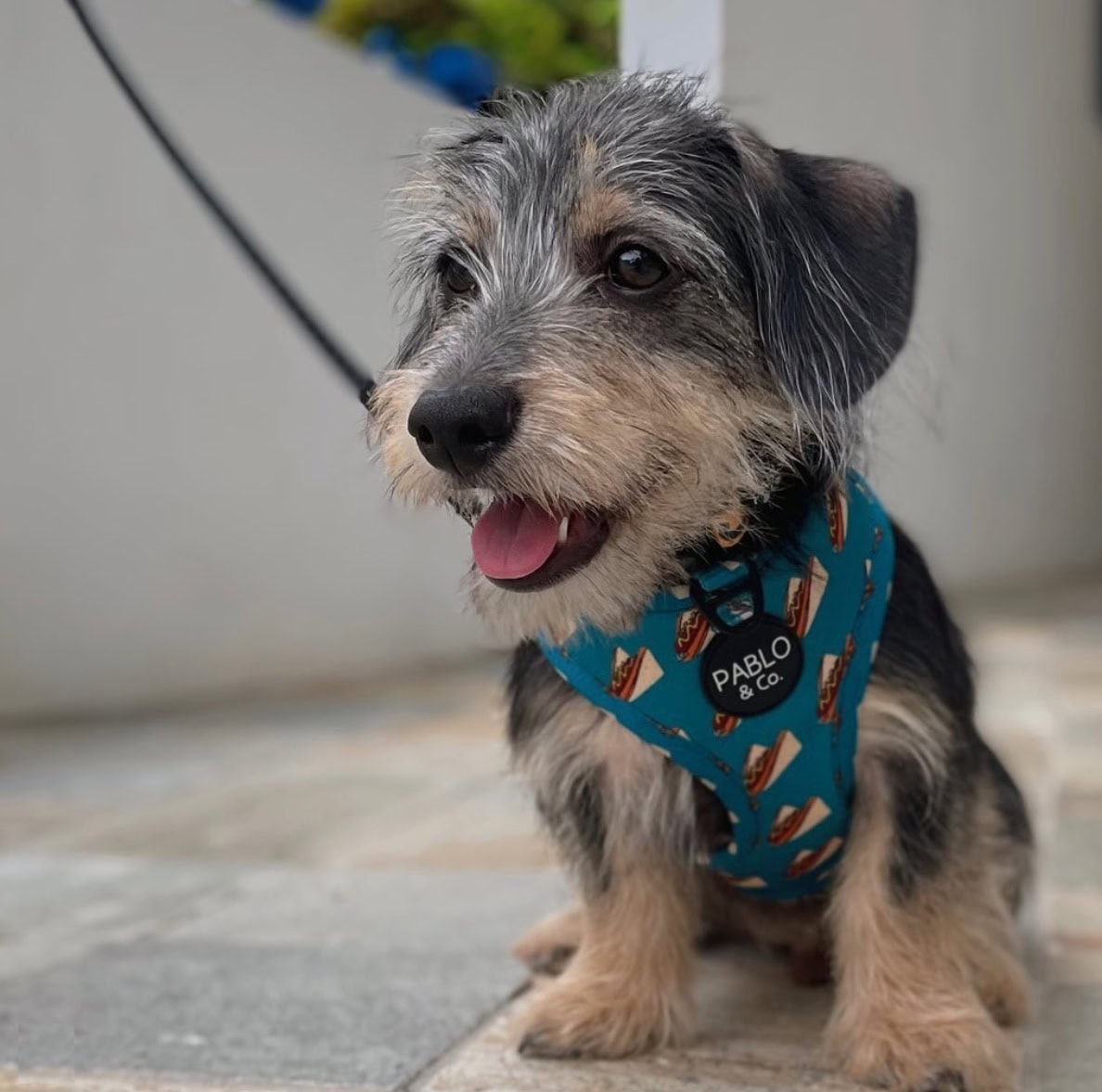 Doxiepoo sitting in harness