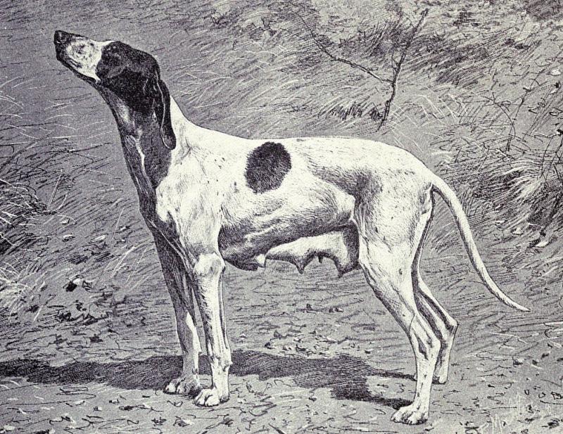 Dupuy Pointer extinct dog breed illustration