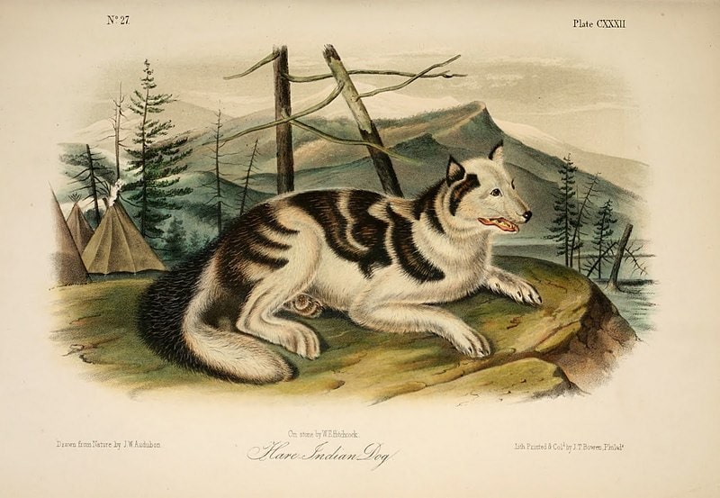 Hare indian dog extinct breed