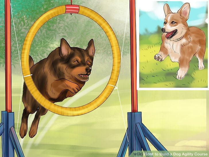 How to Build a Dog Agility Course by WikiHow