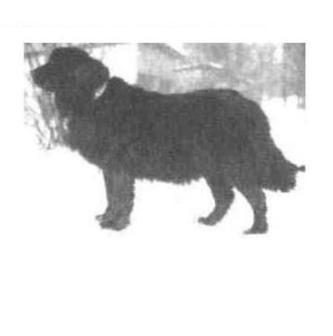 moscow water dog extinct breed