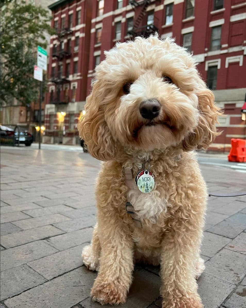 Poochon sitting on a street