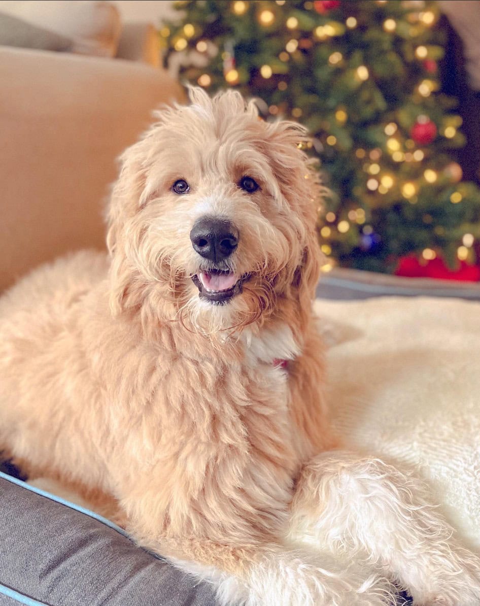 Pyredoodle sitting on a couch