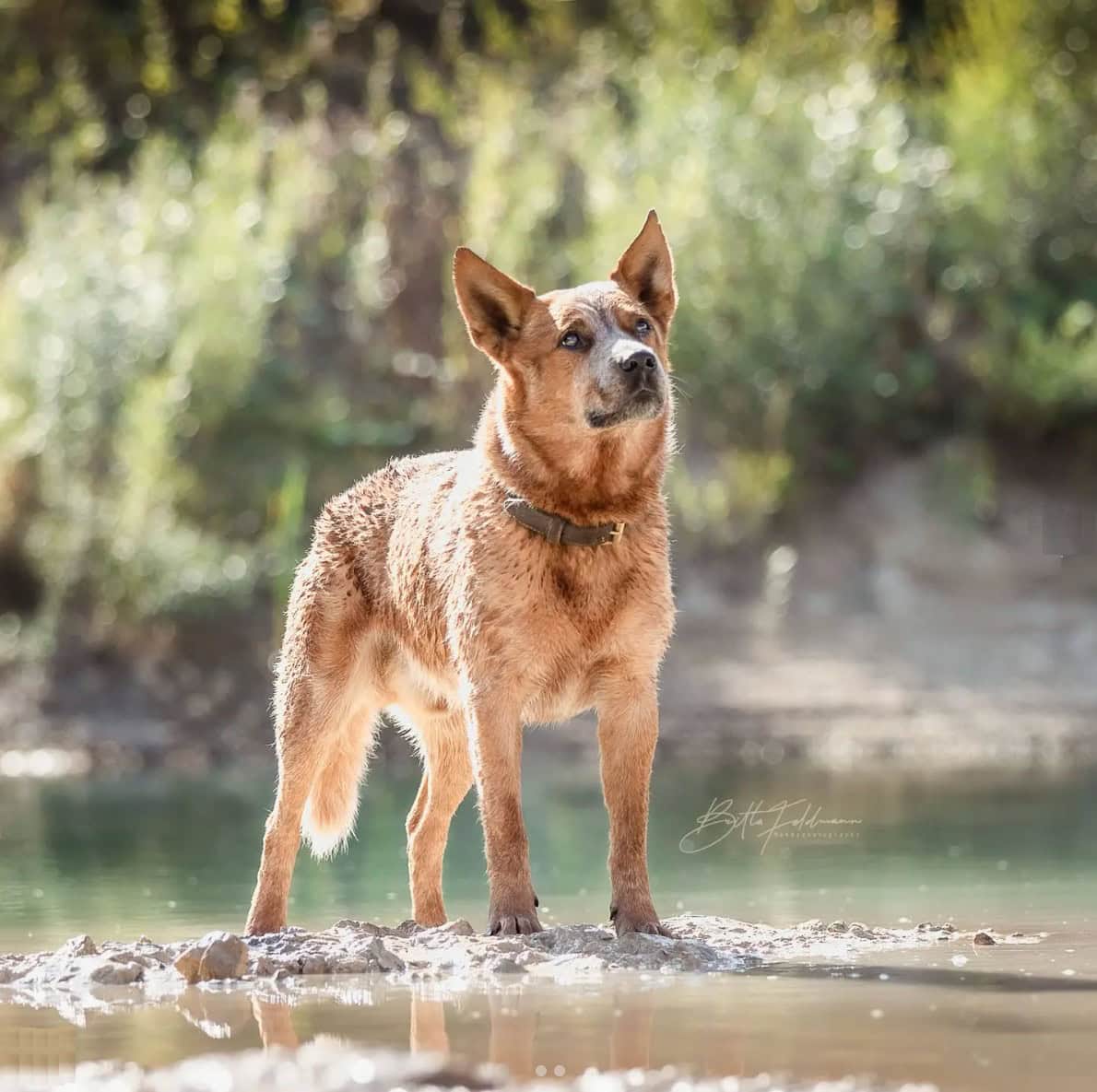 Red-Speckled (Red Heeler) standing in the water
