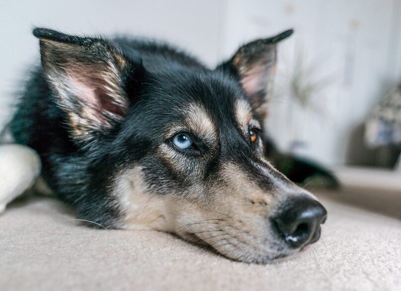 Siberian husky black and white color with blue and brown eyes