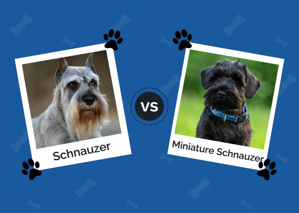 Standard Schnauzer vs Miniature Schnauzer