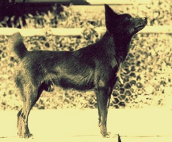 tahltan bear dog extinct breed