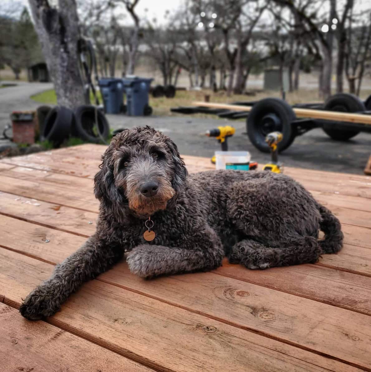 Weimardoodle sitting on a deck