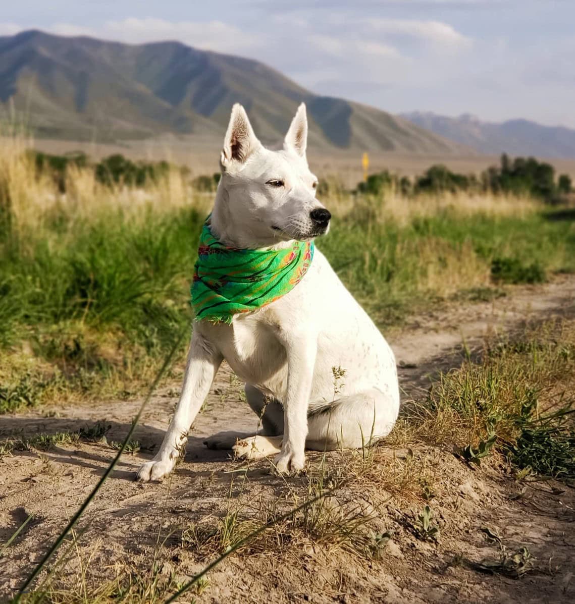 White Australian Cattle Dog outdoors