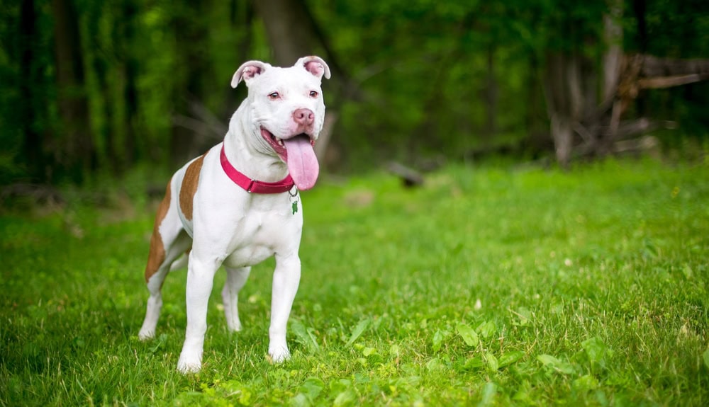 american-pit-bull-terrier-standing-on-a-grass