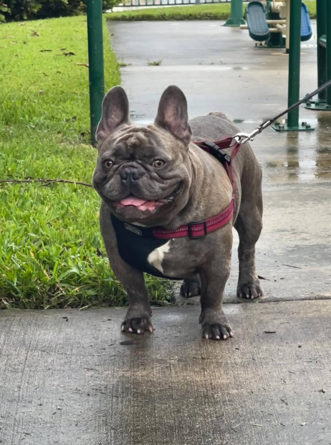 blue brindle french bulldog standing on a sidewalk