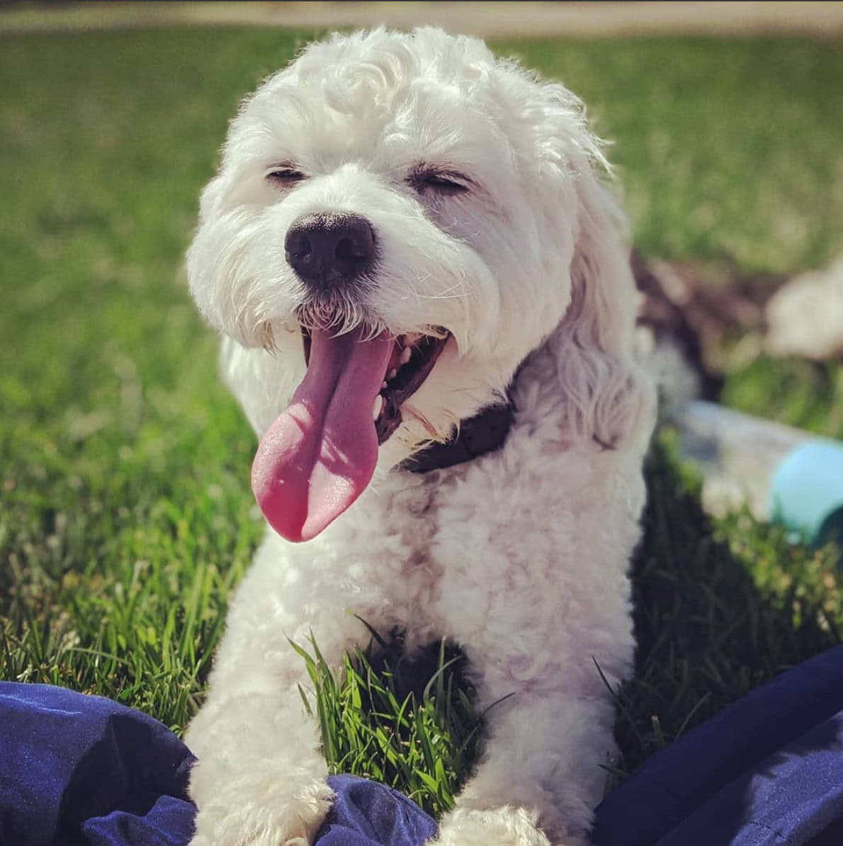 boxerdoodle yawning on grass