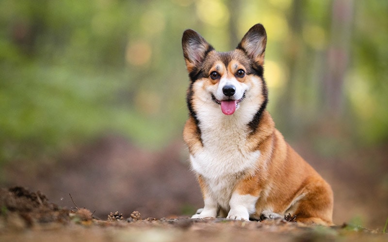 corgi with sable coat