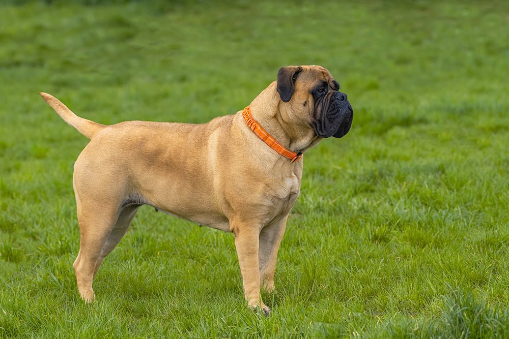Female Bullmastiff wearing collar