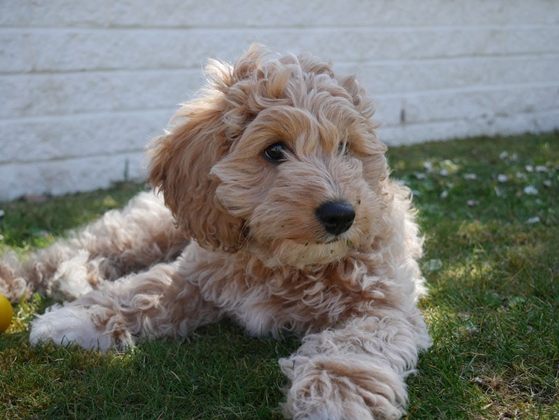 golden Cavapoo puppy in the garden