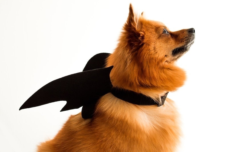 orange fluffy dog with bat wings
