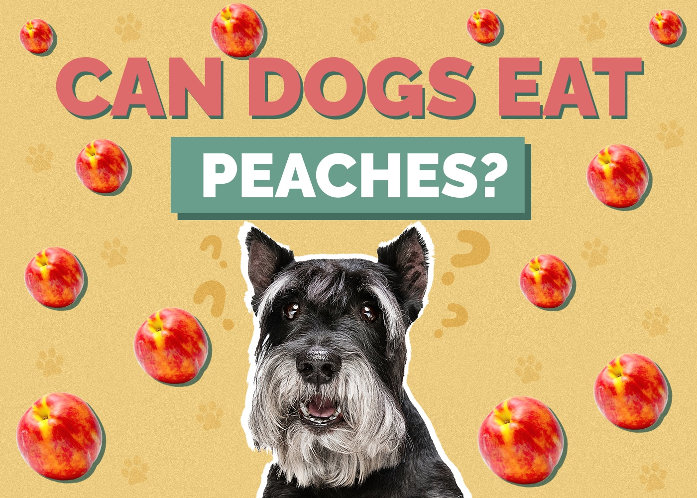 Can dogs eat peaches nutrition facts benefits hepper pet resources