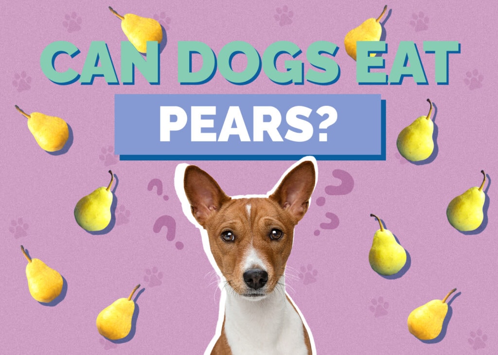 Can Dogs Eat pear