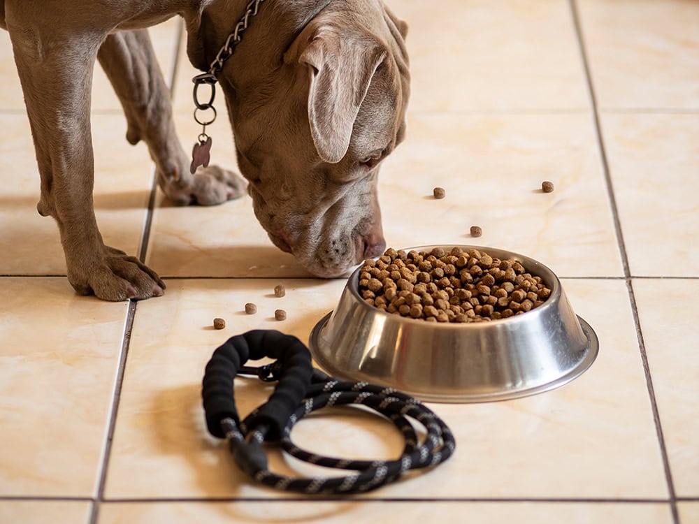 pitbull dog eating kibbles