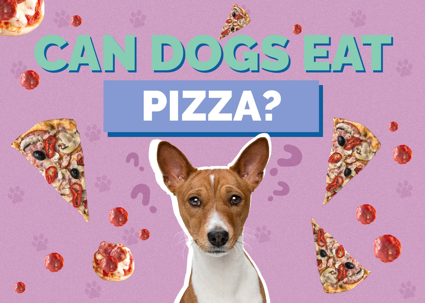 Can Dogs Eat pizza