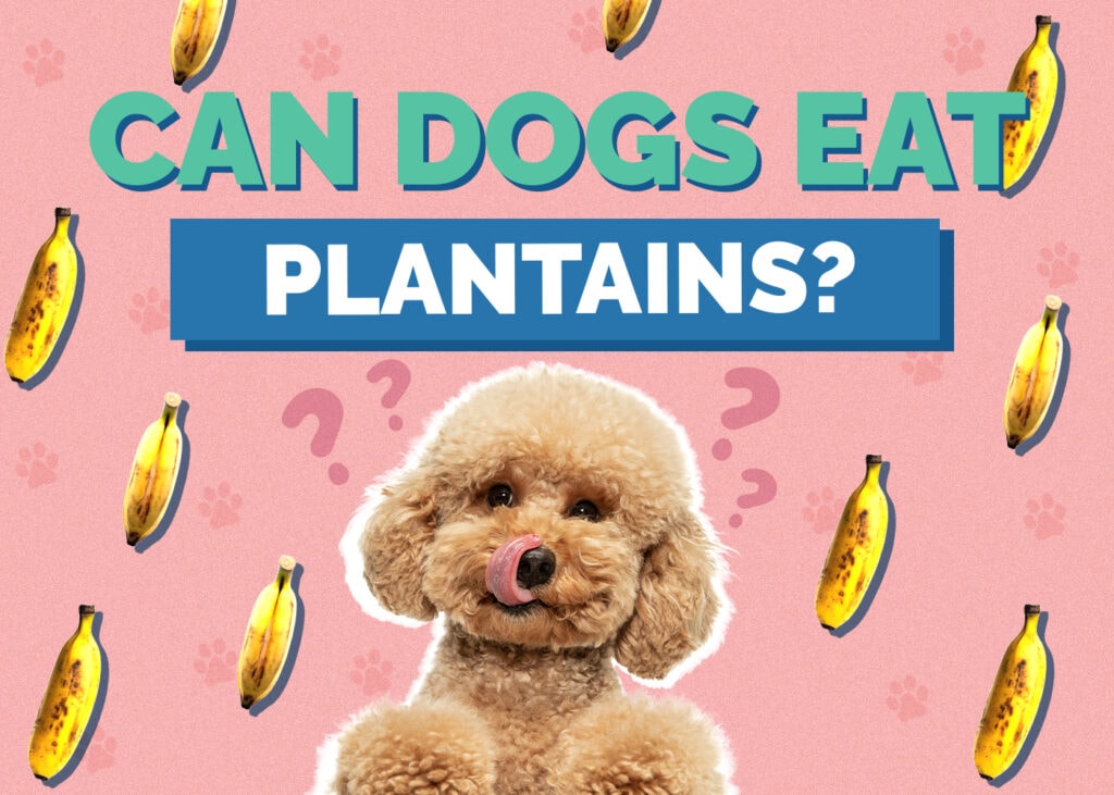 Can Dogs Eat plantains