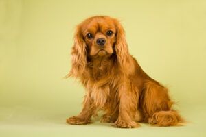 Ruby Dog Color 4 Cavalier King Charles Spaniel Colors (With Pictures) | Hepper Pet ...